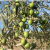 Foreign Olives Still A Problem For California Growers