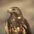 Valley News Nuggets.The Heat / High Speed Rail Station/ Birds Cost $1.5 Mil Delay
