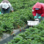 Santa Maria Farmers & Farmworkers Assist In UC Pesticide-Exposure Research