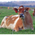 Dairy Watch: Tulare Meeting Focuses On Possible Change To Federal Orders