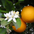 A Tastier Orange On The Way