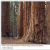 Hollywood to *Camp Out* in Sequoia National Park/ Casting Call for Movie Extras