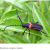 Valley Elderberry Longhorn Beetle Proposed for Delisting  