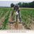 California Had 91,000 Acres Of Organic Crops In 2011