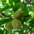 Almonds California’s Second-Most Valuable Commodity