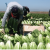 Cunha: Obama Election Boosts Chances For Farm Labor Solution