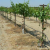 Grape Industry Offers $840K For UC Cooperative Extension Grape Advisor