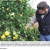 Citrus Farmers Deal With Psyllid Restrictions