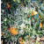 Citrus Losses May Be Minimal From Freezing Nights