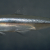 Water Supplies Shrink As Officials Act To Protect Fish