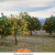 Clues To Saving Citrus From Dreaded Disease