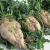 ENERGY BEETS GET $5 MIL