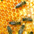 Ag Beat: Honey / Milk / Goat Milk