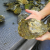 Why the Drakes Bay Oyster Case Matters