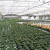 SLO Crops Set New $ 861.8 Million Record