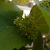 Protecting Coastal Winegrapes From Frost