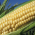 U.S. CORN ACREAGE UP FOR FIFTH STRAIGHT YEAR SAYS USDA
