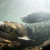 Magnetic Navigation And Salmon Migration