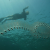 Diablo Canyon Installing Bubble Curtain To Divert Jellyfish From Intake Pipe