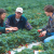 Strawberries Fields Thrive In Central California With Far Less Methyl Bromide