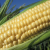 Biz Update Offers Bullish Trend: Lower Dollar,Fuel & Corn Prices