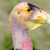 Zoo-Funded Study Cracks Mystery Of Broken Condor Eggs