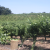 PASO ROBLES WINE COUNTRY NAMED WINE REGION OF THE YEAR BY WINE ENTHUSIAST MAGAZINE