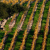 Winergrapes: Early, Exceptional Quality Vintage Throughout the State