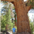 Large Old Trees Grow Fastest, Storing More Carbon