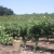 Central Coast Leads State In Wine Grape Expansion