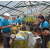 San Luis Obispo County: PG&E Volunteers Help Save the Monterey Pine