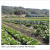 San Luis Obispo County Local Food Roots Are Strong, Can Support Growth