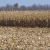 Lower corn prices good news for livestock industry