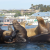 NOAA report finds 2013 U.S. seafood landings and value increased from 2012