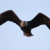 Around SLO: Bald Eagle Returns / Biggest Solar Plant Completed / Wine & Olive Ranch To Expand