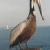 Proposed Chumash Heritage National Marine Sanctuary, Public Information Session