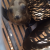 Rehabilitated Marine Mammals Returned To Sea After Pipeline Spill