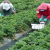 Layoffs In The Berry Patch