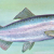 El Nino,Drought & Poor Ocean Conditions Will Cut Salmon Catch