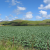 SLO County 2015 Crop Value Down 8 Percent