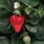 California Strawberries Have Tough Start To Season