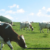 Dairy Biogas Plan / Making Solar Steam