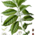 INTER-PLANTING COFFEE WITH AVOCADO TREES