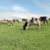 Carbon Farming coming to Central Coast – from The Bottom Line