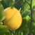 Heat wave cuts lemon & avocado supply