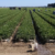 2018 California Strawberry Acreage Down But Production Grows