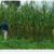 Indigenous Mexican Variety of Corn Captures the Nitrogen It Needs From the Air