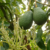 July 2018 heat will cut 2019 avocado production