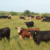 Beef ranchers face new trade threat