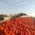 Fewer acres-more processing tomatoes forecast in 2019